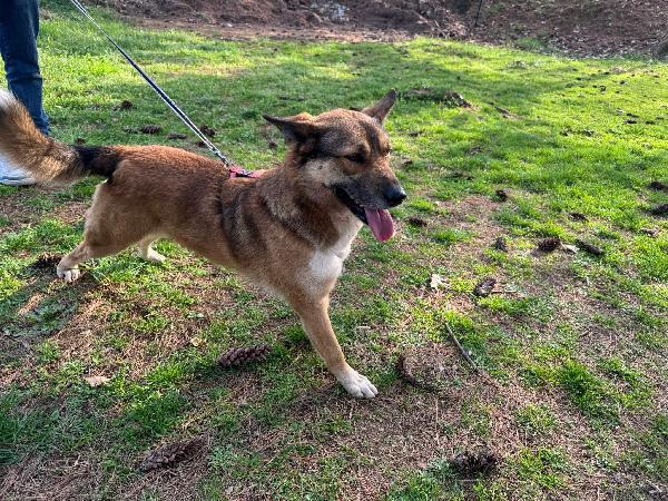 Anais, la nostra splendida lupetta Foto 3